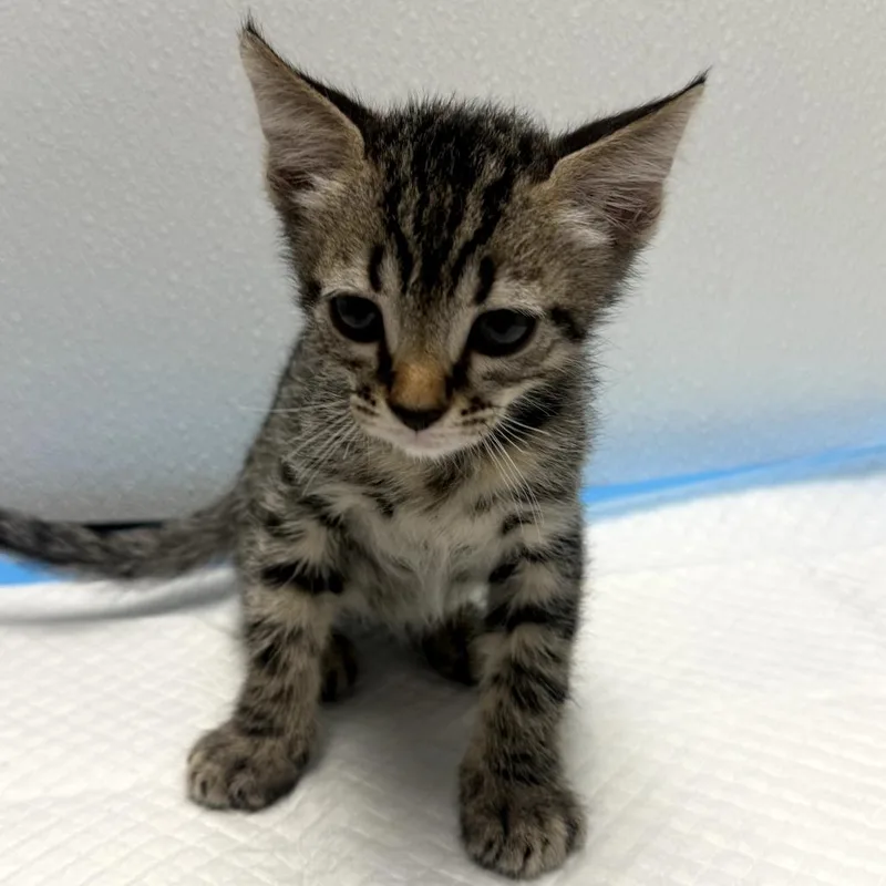 A baby small-sized male Brown / Chocolate Domestic Short Hair cat named Miro for adoption in Redwood City, CA