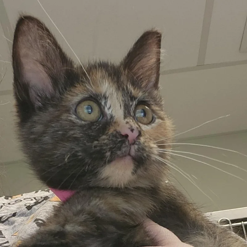 A baby small-sized female Tortoiseshell Domestic Short Hair cat named Speckles for adoption in Columbia Station, OH