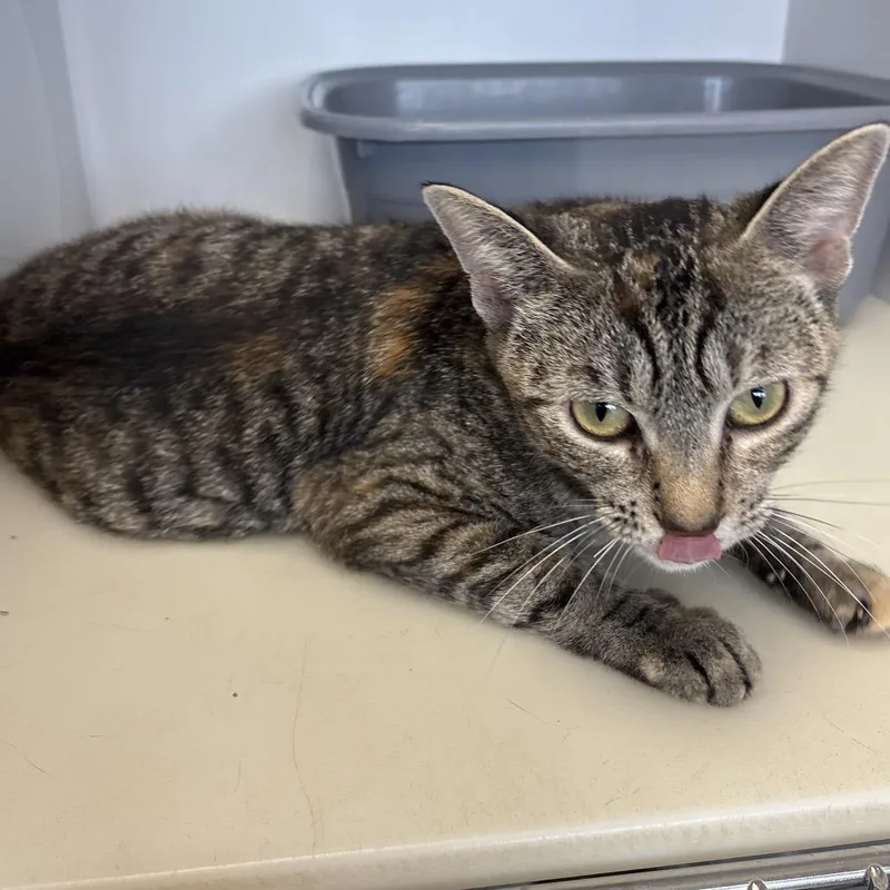A young medium-sized female Brown / Chocolate Domestic Short Hair cat named Willa for adoption in Monroe, MI
