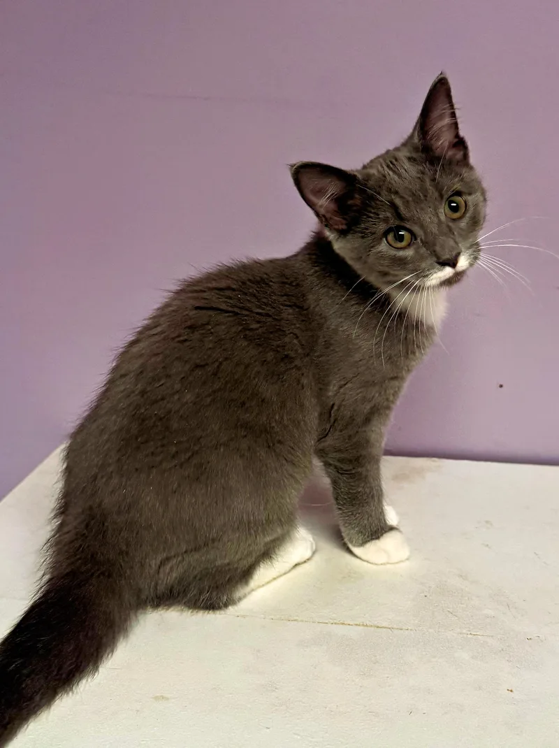 A baby medium-sized female Gray & White Domestic Short Hair cat named Penelope for adoption in Pittsburgh, PA