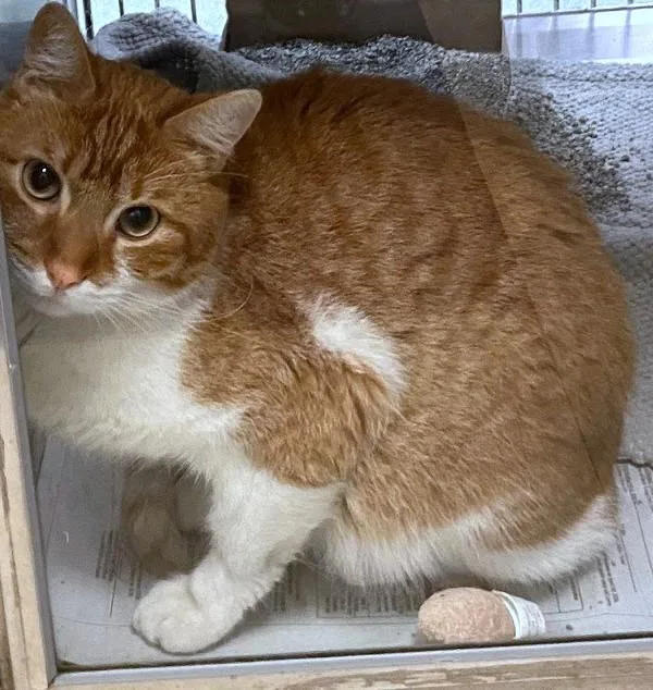 An adult medium-sized male Domestic Short Hair cat named Archer A for adoption in Plano, TX