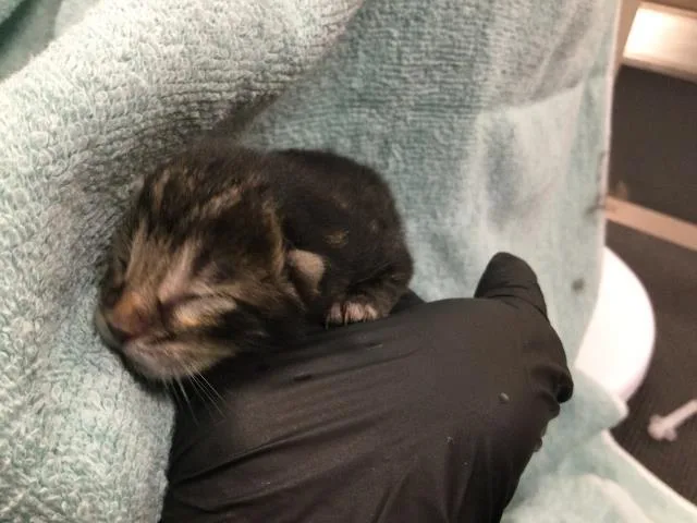 A baby small-sized male Domestic Long Hair cat named Pouncer for adoption in Thousand Palms, CA