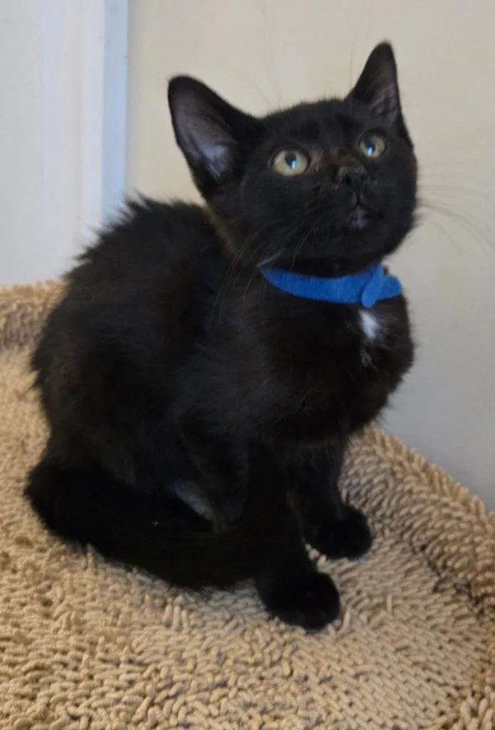 A baby medium-sized male Domestic Short Hair cat named Rafael for adoption in Evans, GA