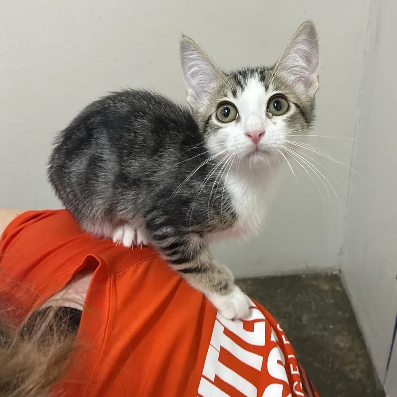 A baby small-sized male Black Domestic Short Hair cat named Ares for adoption in Los Angeles, CA
