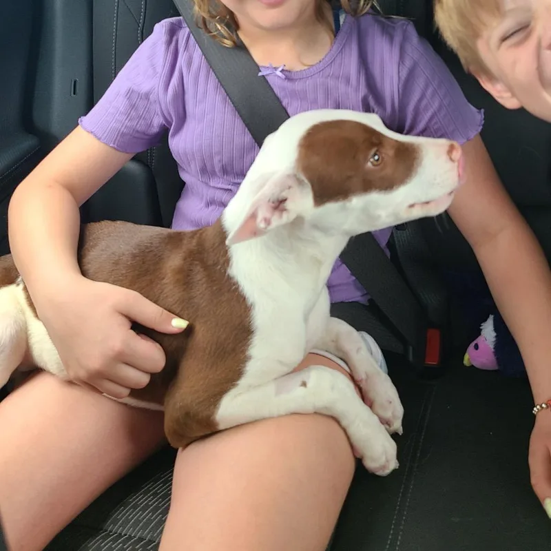 A baby large-sized male White / Cream Mixed Breed dog named Rolo for adoption in Springboro, OH