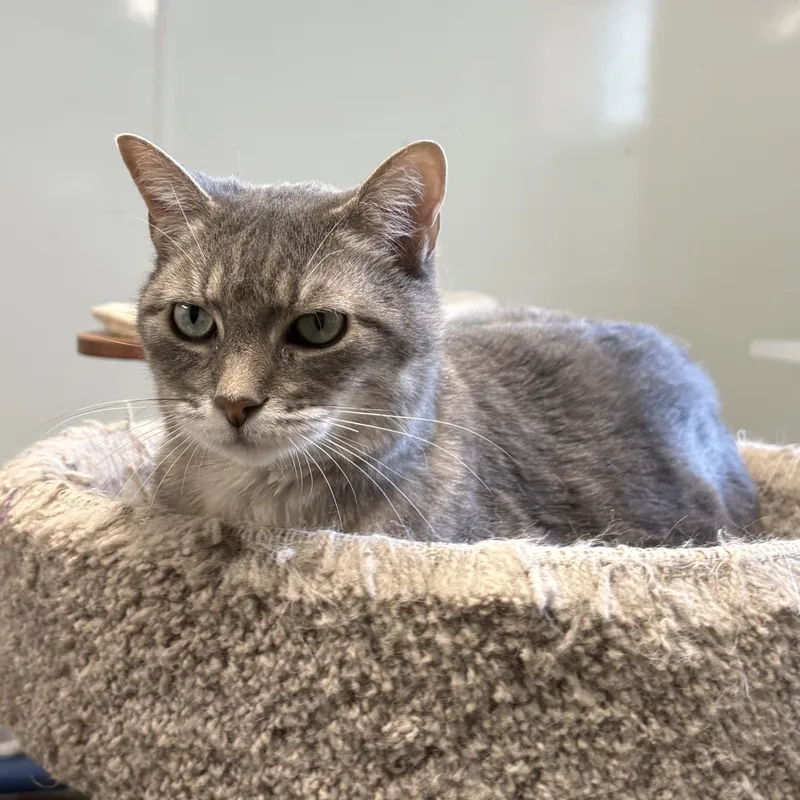 An adult medium-sized female Domestic Short Hair cat named Macy for adoption in Solon, IA