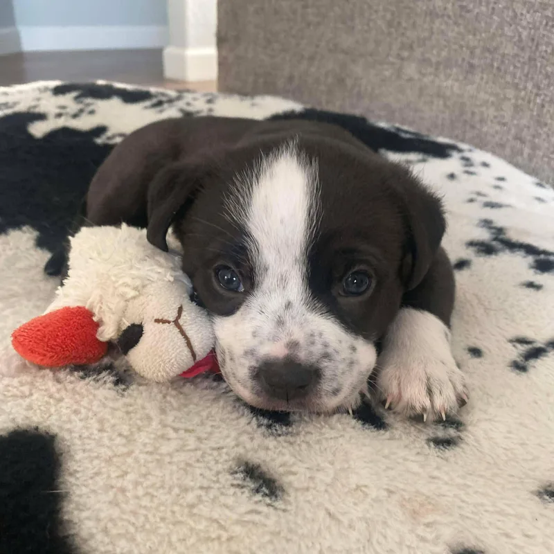 A baby medium-sized female Black Terrier dog named Angel for adoption in San Antonio, TX