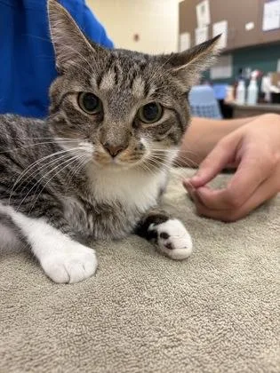 A young medium-sized male Domestic Short Hair cat named Kowalski for adoption in Fishers, IN