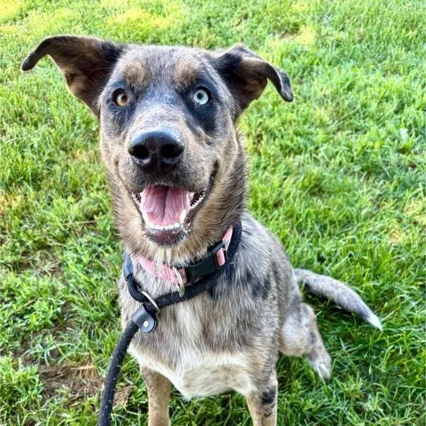 An adult large-sized female Mixed Breed dog named Nancy Pp for adoption in St Joseph, MO
