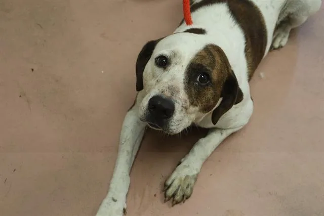 An adult large-sized female Mixed Breed dog named Annie for adoption in Columbia, SC