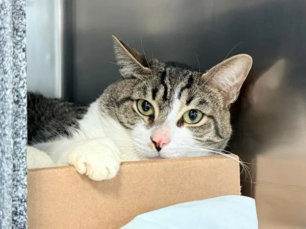 A young medium-sized male Domestic Short Hair cat named Billy for adoption in New York, NY