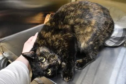 An adult medium-sized female Domestic Short Hair cat named Wendi for adoption in Kansas City, MO
