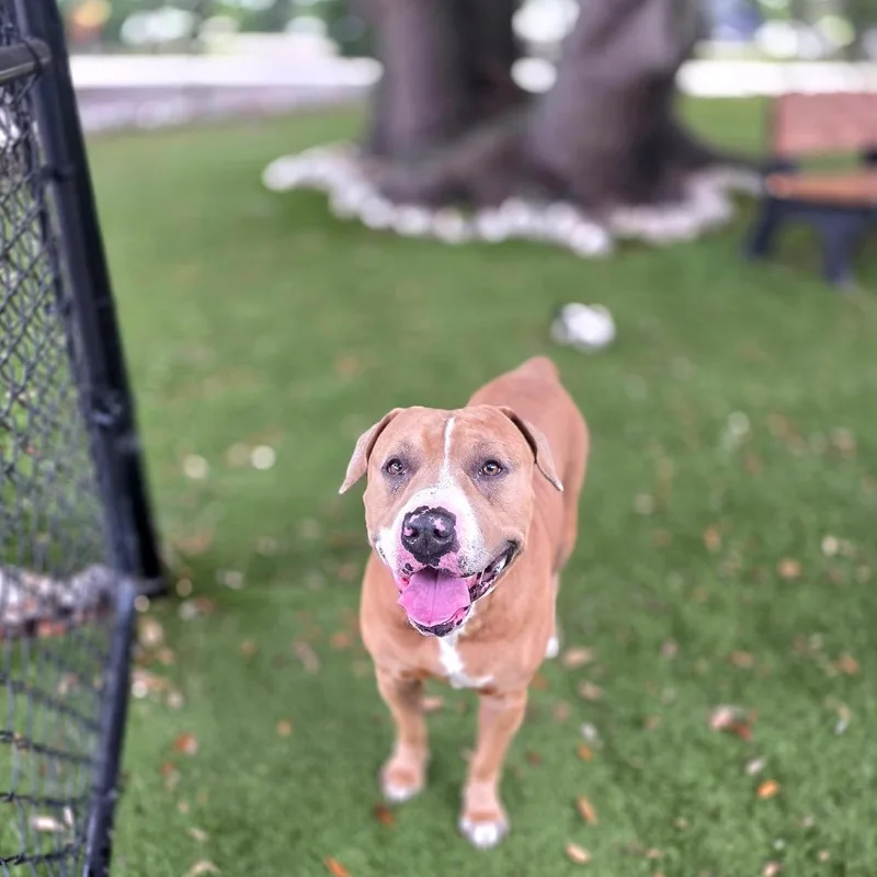 An adult large-sized male Yellow / Tan / Blond / Fawn Mixed Breed dog named Arnold Schwarzenegger for adoption in Port Charlotte, FL