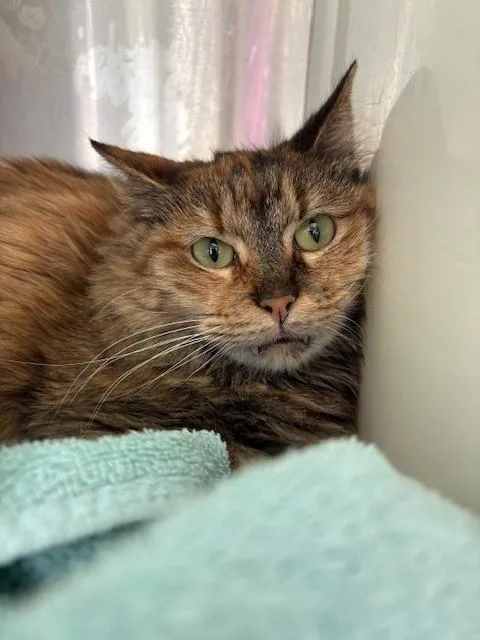 An adult medium-sized female Domestic Short Hair cat named Lilly for adoption in Brighton, CO