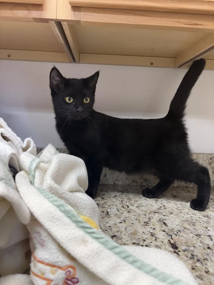 A young small-sized male Domestic Short Hair cat named Finn for adoption in Salmon, ID