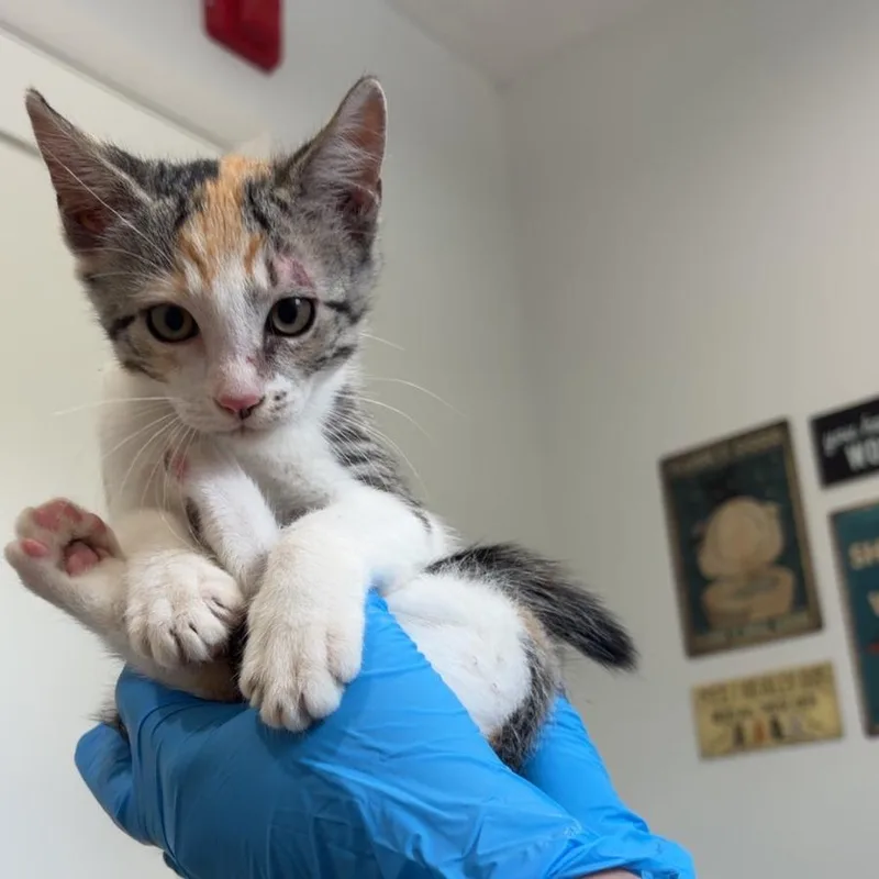 A baby small-sized female Calico Domestic Short Hair cat named Juniper Berry for adoption in Livingston, TX