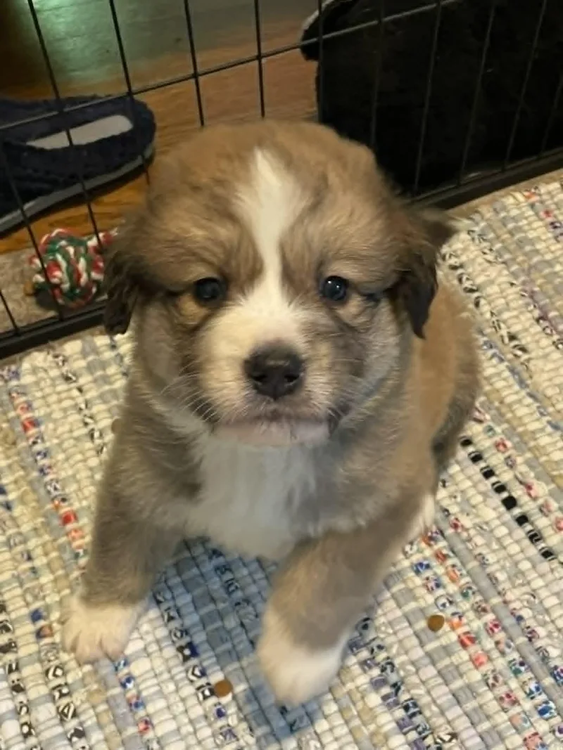 A baby large-sized male Shepherd dog named Huey  Sweets Litter for adoption in Holly Springs, NC
