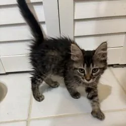Choco