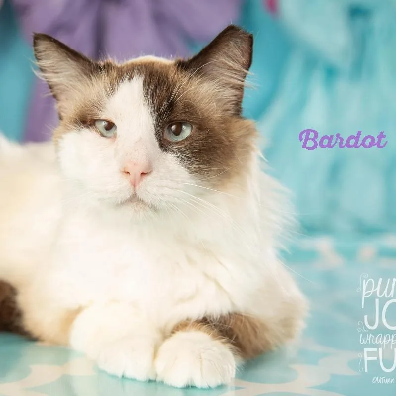 Bardot thumbnail 2