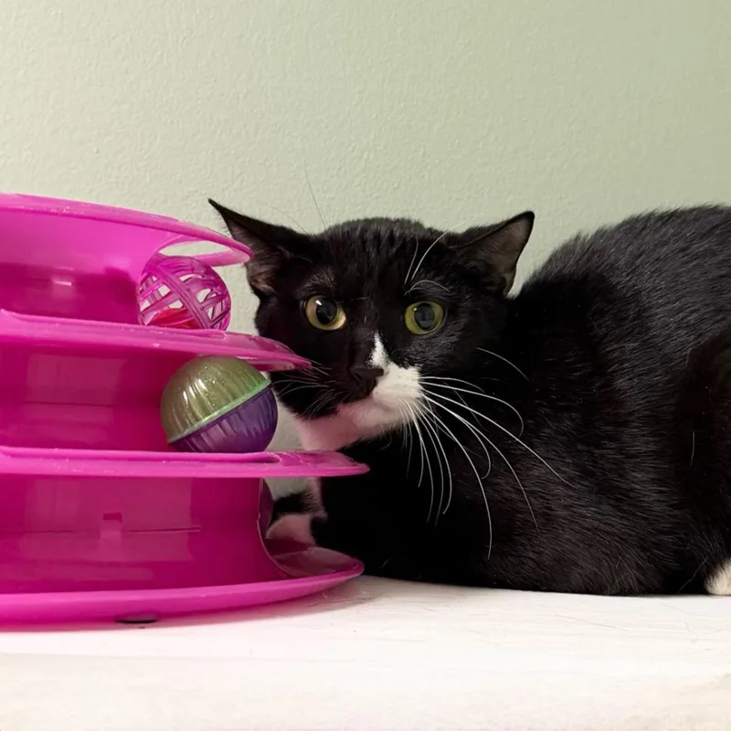 A young small-sized female Domestic Short Hair cat named Mayfly for adoption in State College, PA