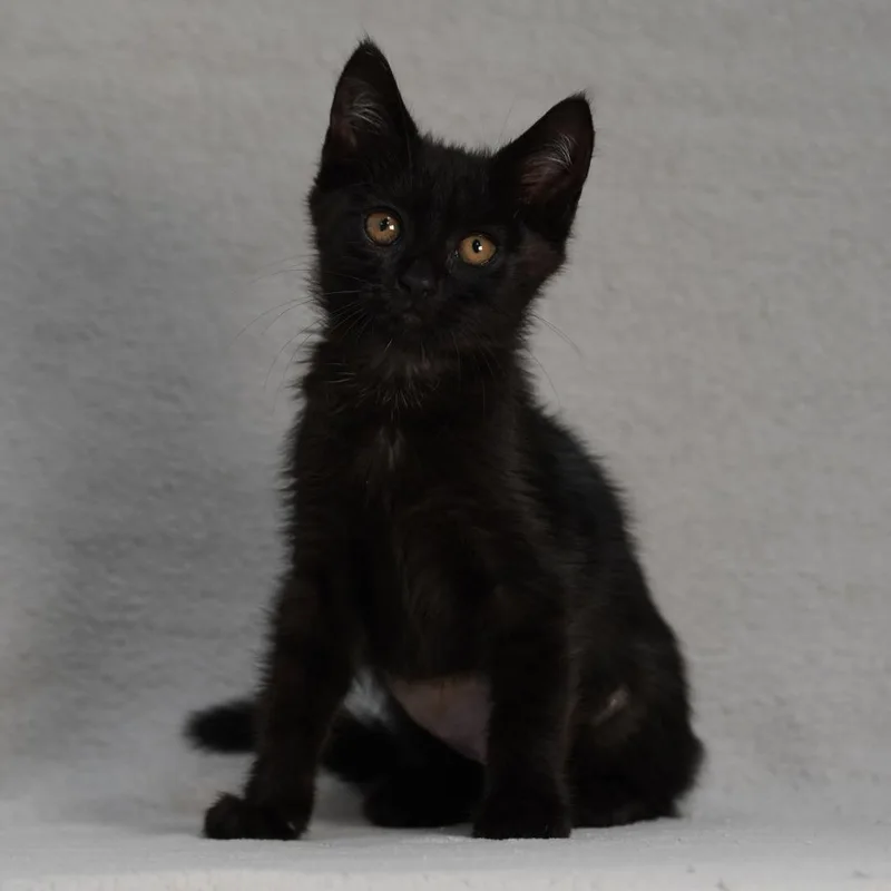 A baby small-sized female Black Domestic Short Hair cat named Taylor for adoption in Sunnyvale, CA