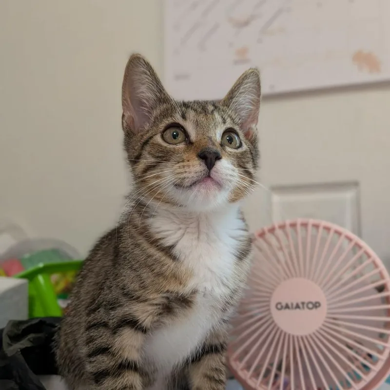 A baby small-sized male Tabby (Brown / Chocolate) Domestic Short Hair cat named Scrim for adoption in Ocala, FL