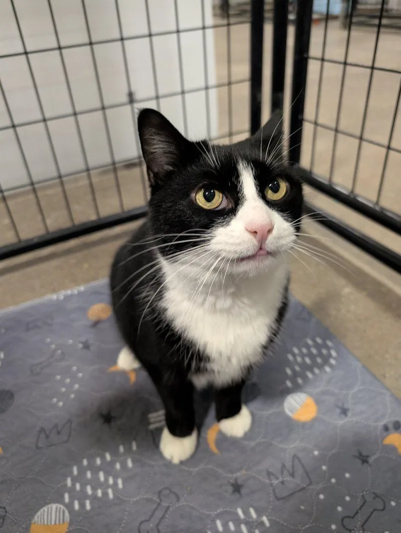 An adult large-sized female Black Domestic Short Hair cat named Lady for adoption in Columbus, OH