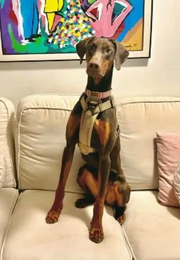 An adult large-sized female Mixed Breed dog named Tessie for adoption in Fairfax, VA