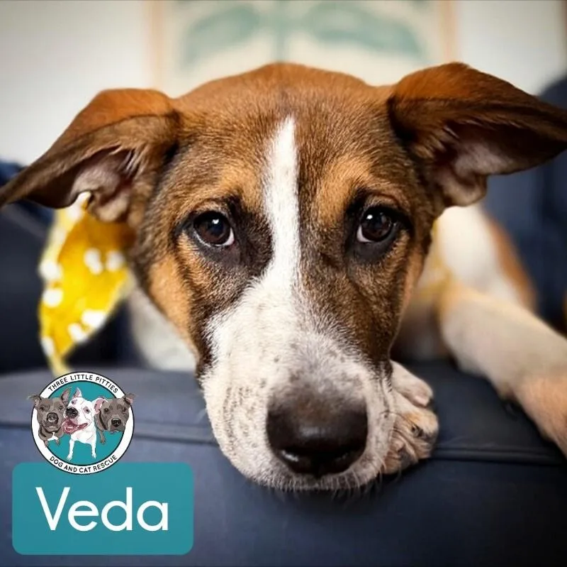 Veda The Wise thumbnail 2
