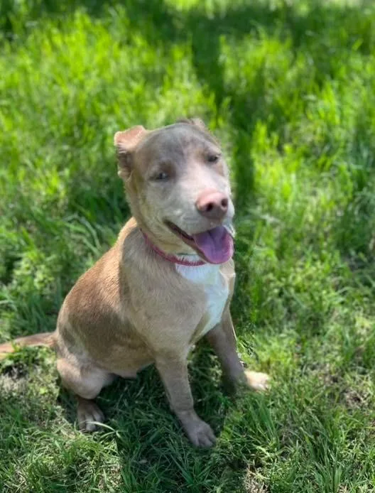 A baby medium-sized female Catahoula Leopard Dog dog named June Bug for adoption in North Syracuse, NY