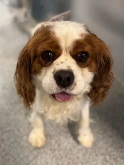 An adult medium-sized male Red / Chestnut / Orange Cavalier King Charles Spaniel dog named Rocky for adoption in Tinley Park, IL