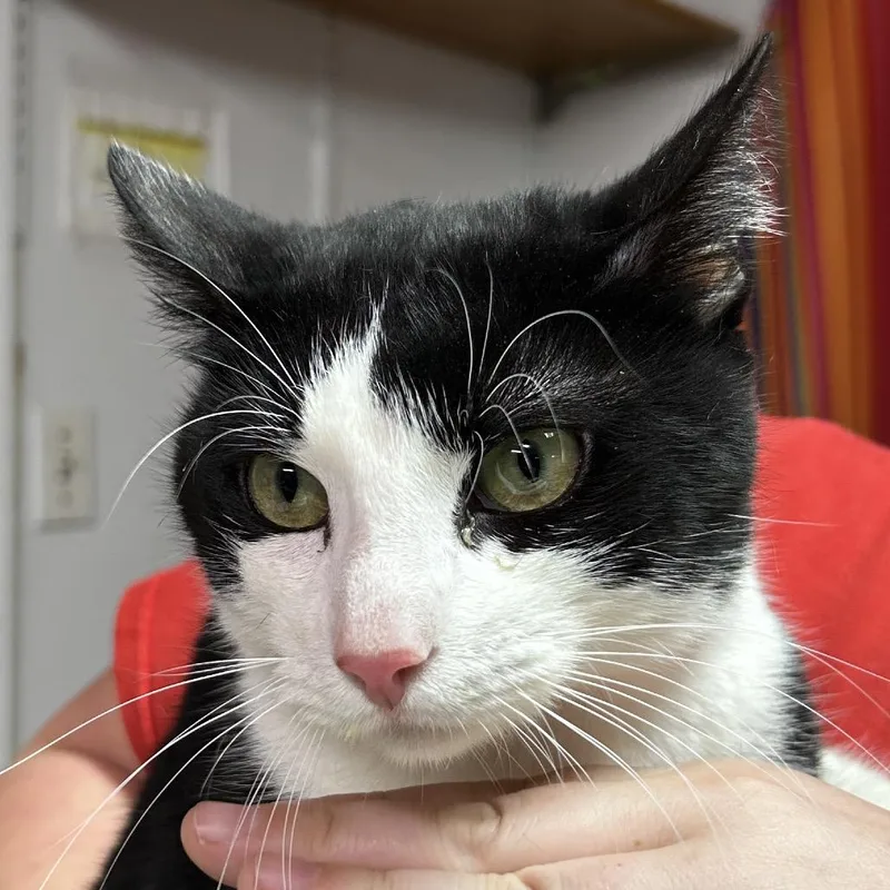 An adult medium-sized male Black Domestic Short Hair cat named Bond for adoption in Leander, TX