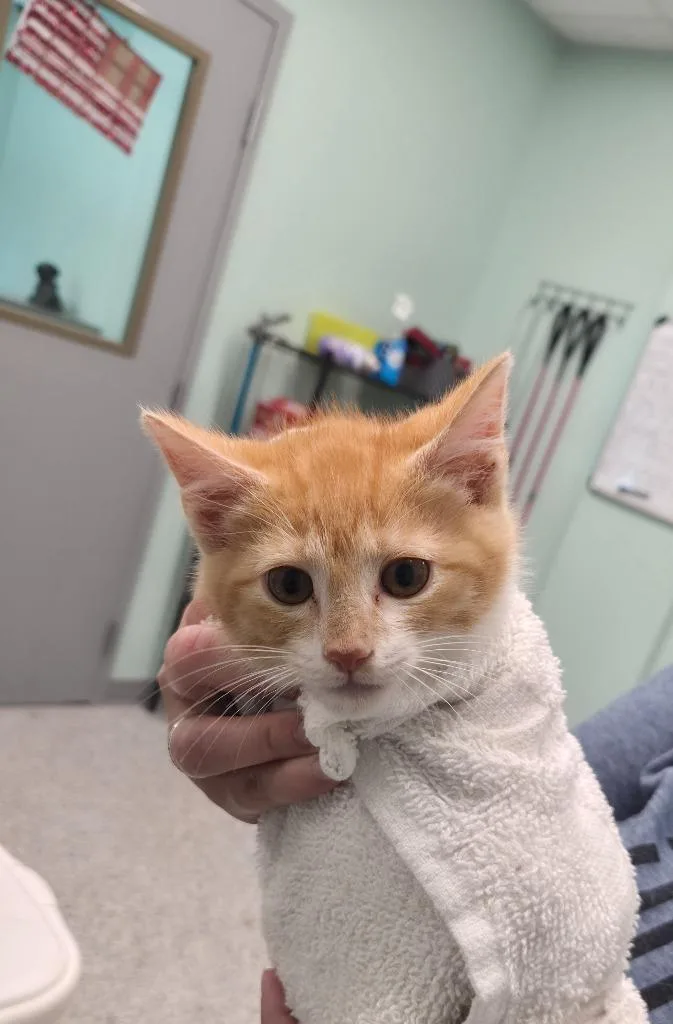 A baby small-sized male Domestic Short Hair cat named Ludahiss for adoption in Athens, TN