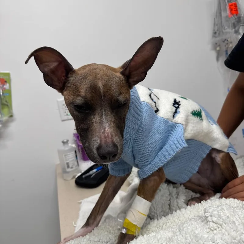 A young medium-sized female Brown / Chocolate Pit Bull Terrier dog named Phoebe for adoption in Austin, TX
