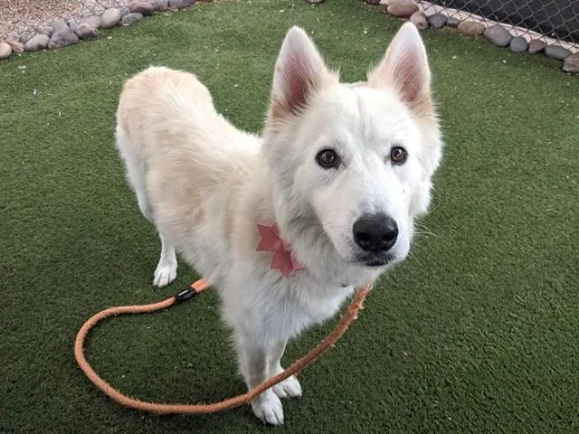 A young large-sized female Husky dog named Naddie for adoption in Phoenix, AZ
