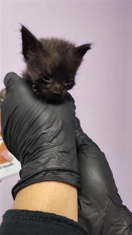 A baby small-sized male Black Domestic Medium Hair cat named 60823560 for adoption in El Paso, TX
