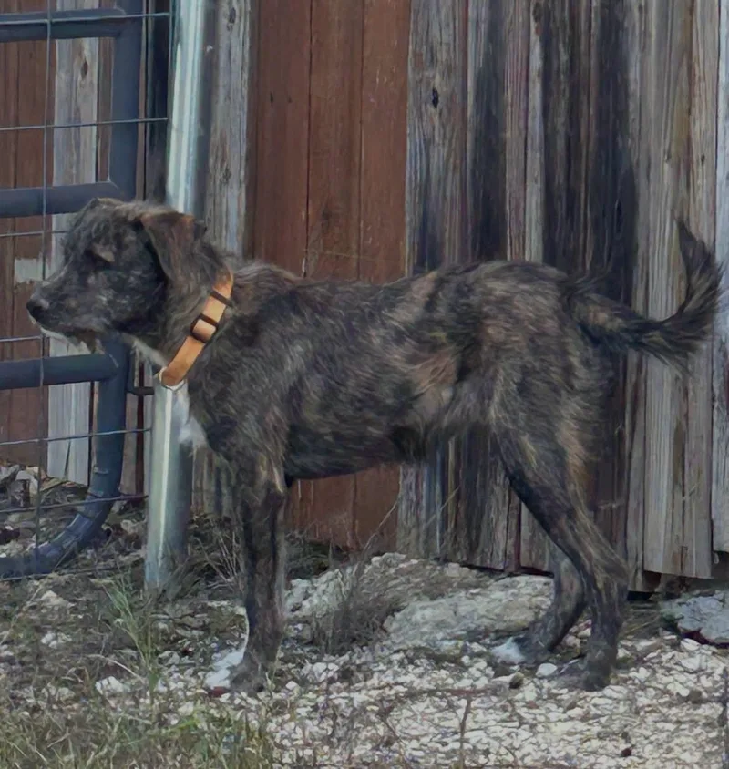 A young medium-sized female Brown / Chocolate Terrier dog named Carly for adoption in Winsted, CT