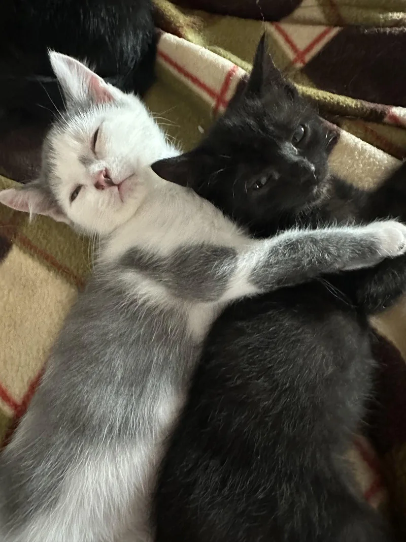 A baby medium-sized male Gray & White Domestic Short Hair cat named Tobias for adoption in Naugatuck, CT