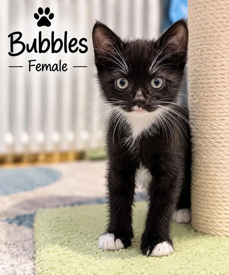 Bubbles & Patches thumbnail 3