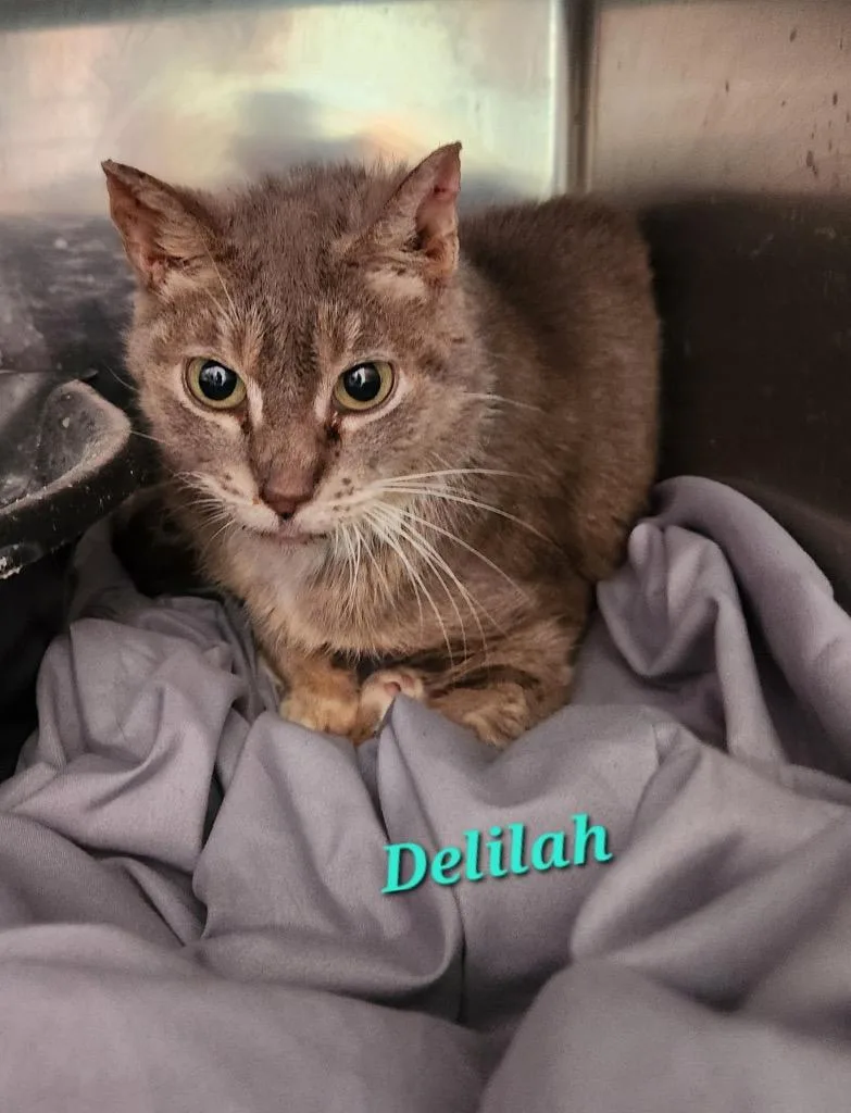 A senior small-sized female Domestic Short Hair cat named Delilah for adoption in Cambridge, MD