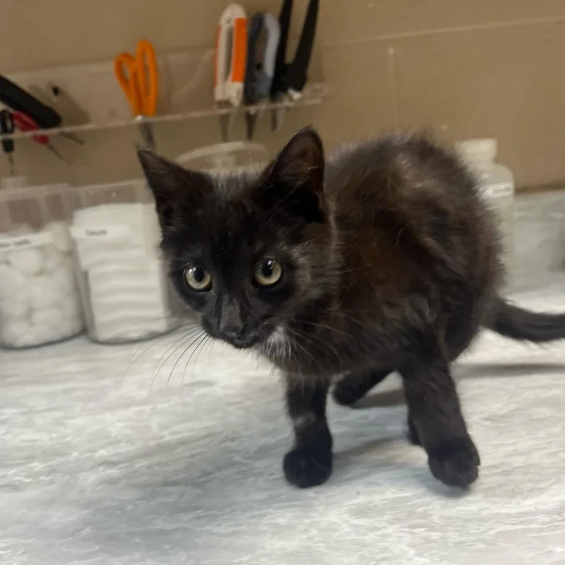 A baby small-sized female Black Domestic Short Hair cat named Mava for adoption in Lewisburg, WV