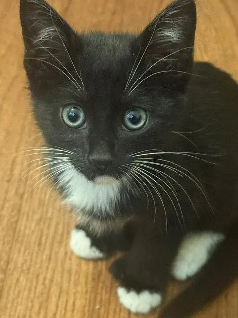 A baby medium-sized male Extra-Toes Cat / Hemingway Polydactyl cat named Wyatt for adoption in Wesley Chapel, FL