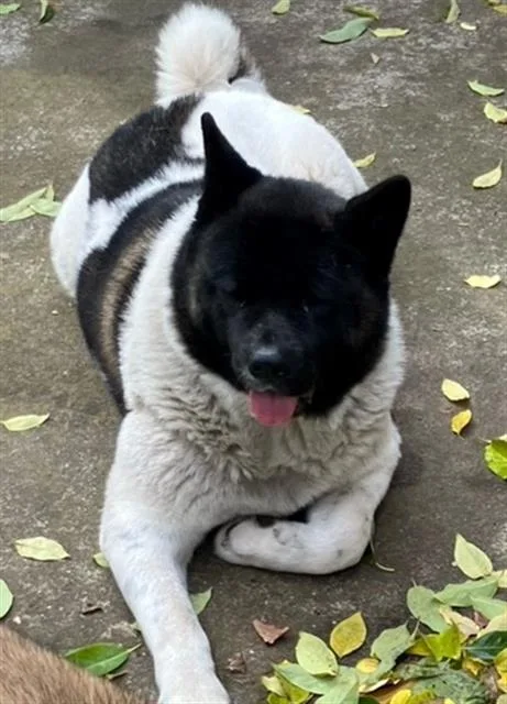 An adult extra large-sized female Black Akita dog named Nala for adoption in Phoenix, OR