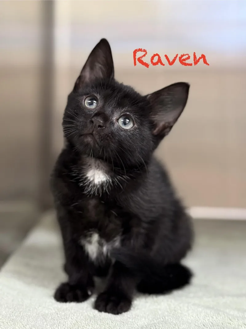 Raven