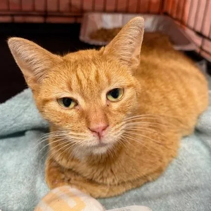A senior medium-sized female Domestic Short Hair cat named Quinn for adoption in Cumming, GA