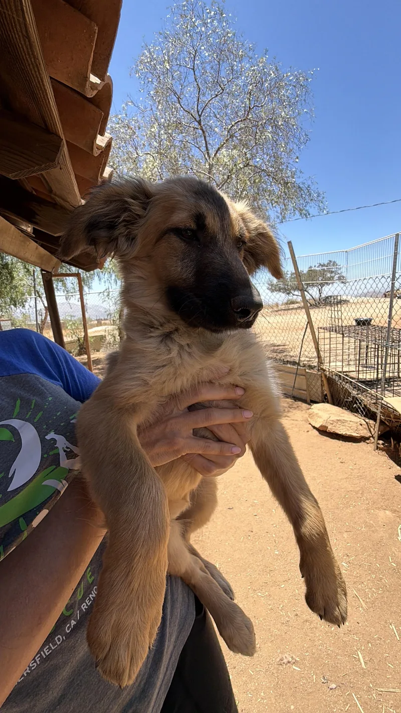 A baby medium-sized female Golden Shepherd dog named Gucci for adoption in Bakersfield, CA