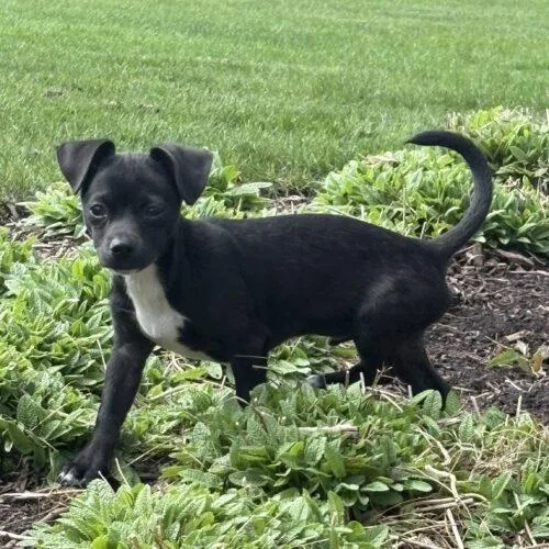 A baby small-sized male Black Chihuahua dog named Sport for adoption in Lincolnshire, IL