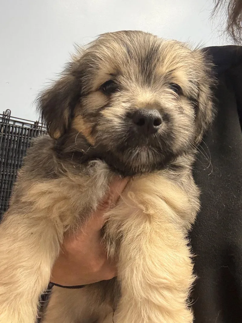 A baby small-sized male Corgi dog named Ike for adoption in GILBERTS, IL