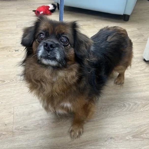 A senior small-sized male Brown / Chocolate Shih Tzu dog named "Miles" for adoption in Verona, VA