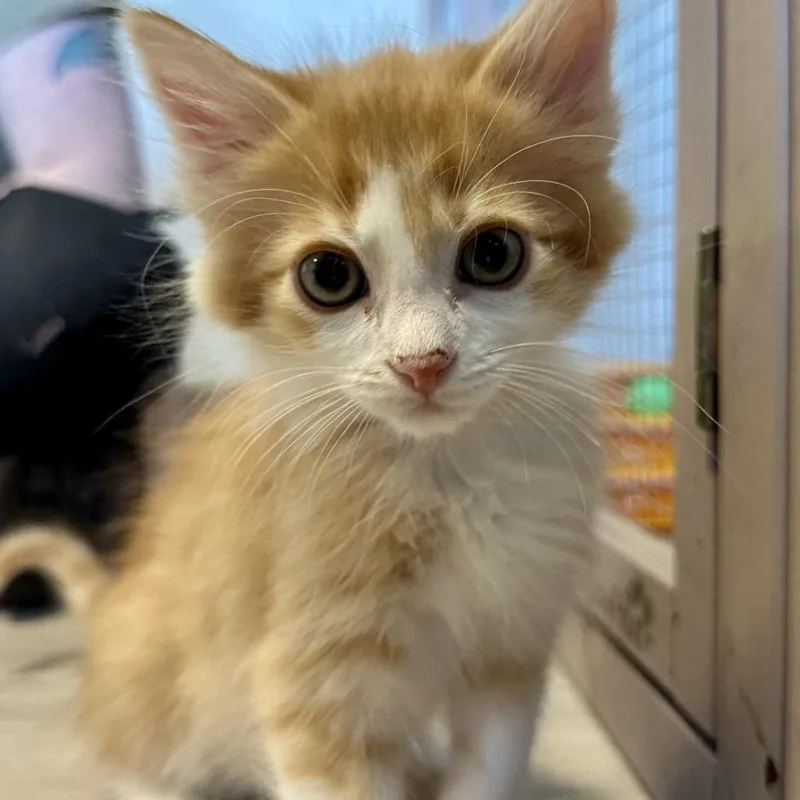 A baby small-sized male Orange / Red Domestic Short Hair cat named Tangelo for adoption in Durango, CO